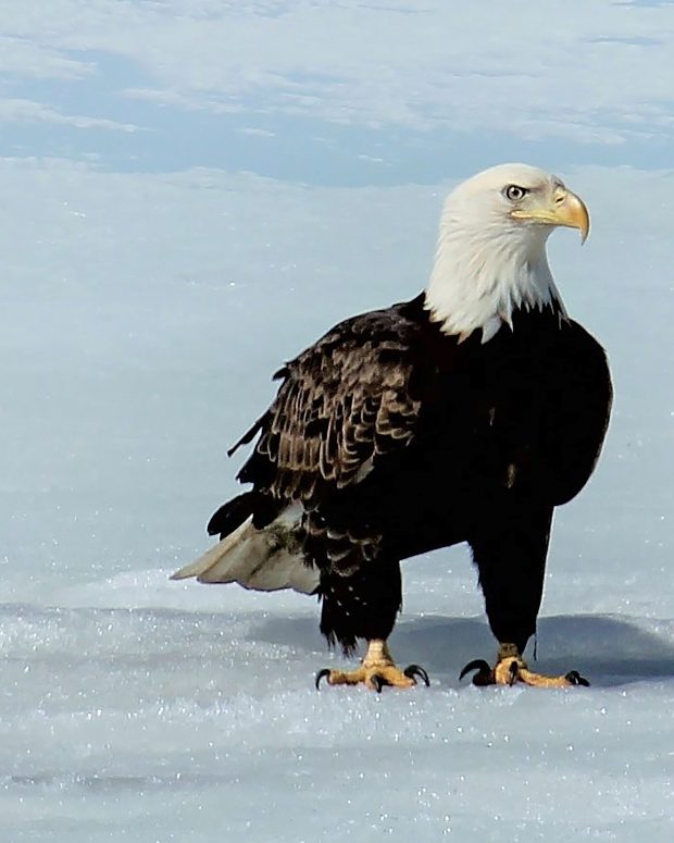 May 21st, 2026 Meeting – Early start 6:30pm @ Camp Brewster - Photograph the Raptors of Fontenelle Forest. @ Camp Brewster