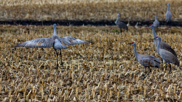 May 21st, 2026 Meeting – Early start 6:30pm @ Camp Brewster - Photograph the Raptors of Fontenelle Forest. @ Camp Brewster