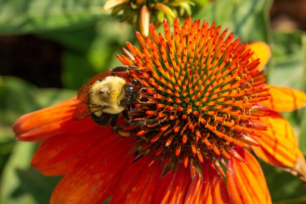 May 21st, 2026 Meeting – Early start 6:30pm @ Camp Brewster - Photograph the Raptors of Fontenelle Forest. @ Camp Brewster