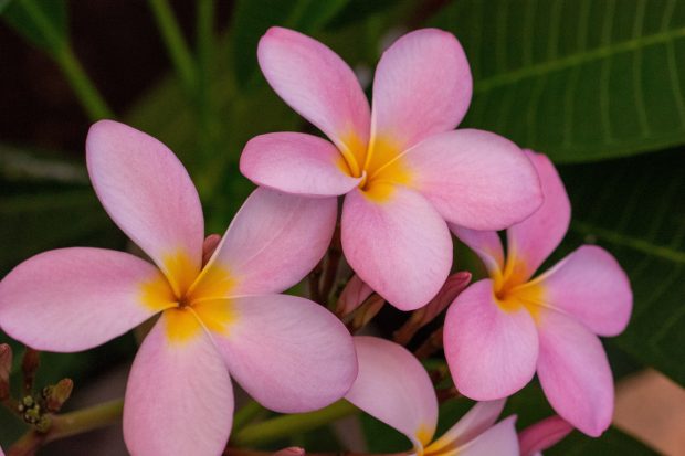 May 21st, 2026 Meeting – Early start 6:30pm @ Camp Brewster - Photograph the Raptors of Fontenelle Forest. @ Camp Brewster