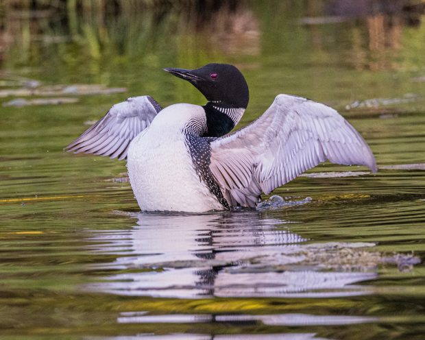May 21st, 2026 Meeting – Early start 6:30pm @ Camp Brewster - Photograph the Raptors of Fontenelle Forest. @ Camp Brewster