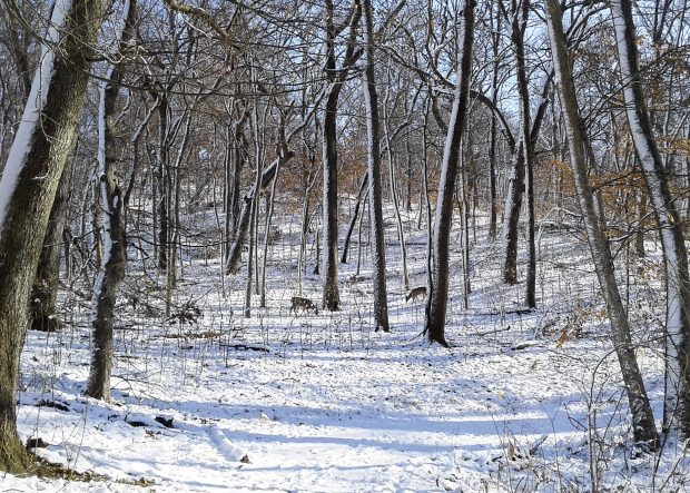 May 21st, 2026 Meeting – Early start 6:30pm @ Camp Brewster - Photograph the Raptors of Fontenelle Forest. @ Camp Brewster