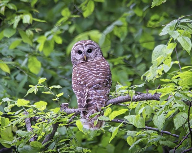 There are NO regular meetings in July and August - but new photos are needed for September @ Fontenelle Forest