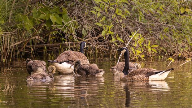 May 21st, 2026 Meeting – Early start 6:30pm @ Camp Brewster - Photograph the Raptors of Fontenelle Forest. @ Camp Brewster