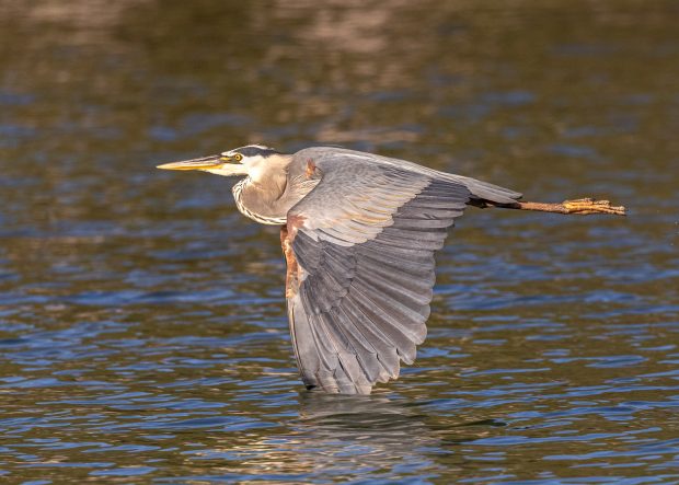 May 21st, 2026 Meeting – Early start 6:30pm @ Camp Brewster - Photograph the Raptors of Fontenelle Forest. @ Camp Brewster