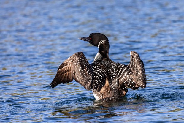 May 21st, 2026 Meeting – Early start 6:30pm @ Camp Brewster - Photograph the Raptors of Fontenelle Forest. @ Camp Brewster