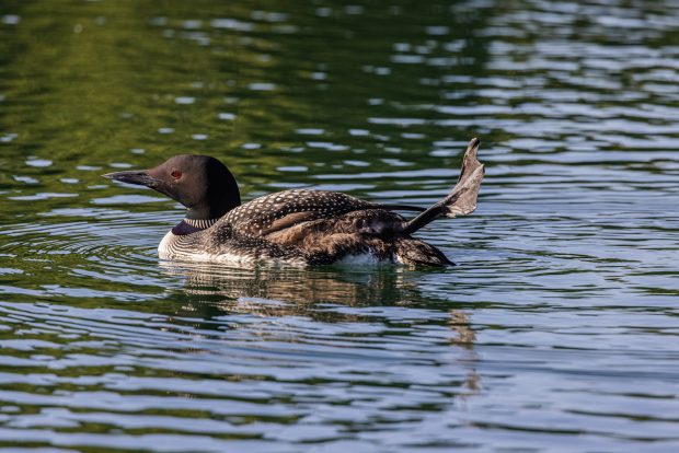 May 21st, 2026 Meeting – Early start 6:30pm @ Camp Brewster - Photograph the Raptors of Fontenelle Forest. @ Camp Brewster