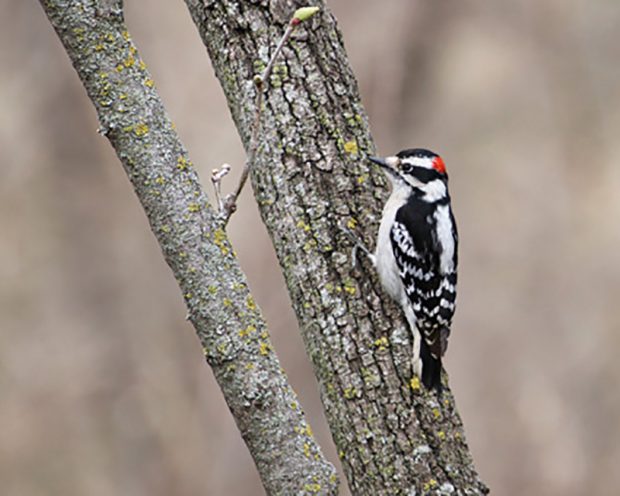 There are NO regular meetings in July and August - but new photos are needed for September @ Fontenelle Forest