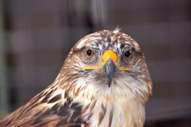 Photo Club Meeting/Raptor Shoot, May 19, 2022 @ Camp Brewster