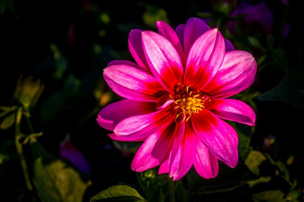 May 21st, 2026 Meeting – Early start 6:30pm @ Camp Brewster - Photograph the Raptors of Fontenelle Forest. @ Camp Brewster