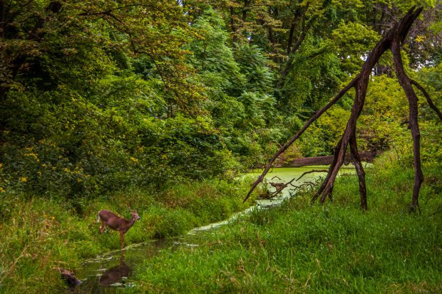 May 21st, 2026 Meeting – Early start 6:30pm @ Camp Brewster - Photograph the Raptors of Fontenelle Forest. @ Camp Brewster