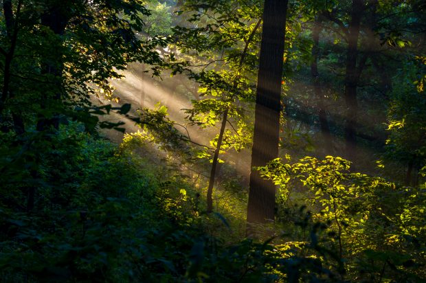 May 21st, 2026 Meeting – Early start 6:30pm @ Camp Brewster - Photograph the Raptors of Fontenelle Forest. @ Camp Brewster