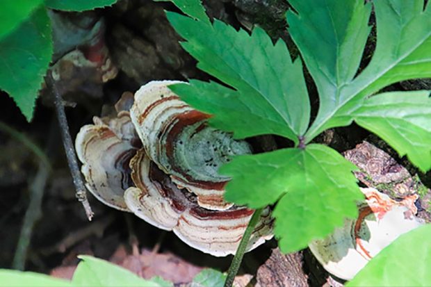There are NO regular meetings in July and August - but new photos are needed for September @ Fontenelle Forest