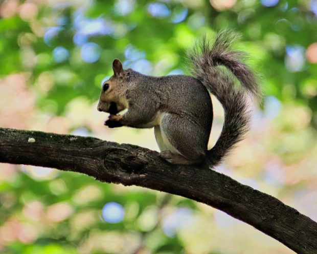 There are NO regular meetings in July and August - but new photos are needed for September @ Fontenelle Forest