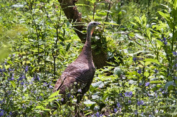 There are NO regular meetings in July and August - but new photos are needed for September @ Fontenelle Forest