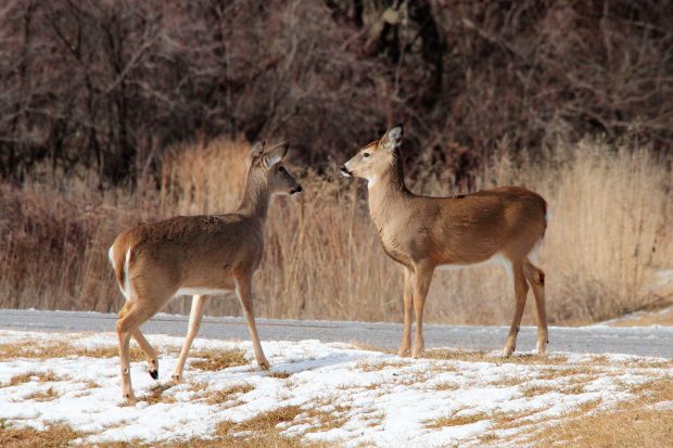 November Meeting Reminder @ Fontenelle Forest