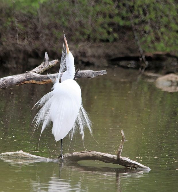 May 21st, 2026 Meeting – Early start 6:30pm @ Camp Brewster - Photograph the Raptors of Fontenelle Forest. @ Camp Brewster