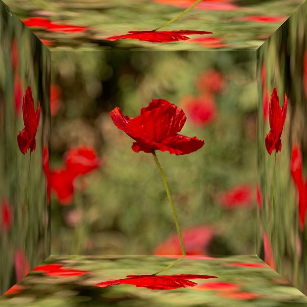 November Meeting Reminder @ Fontenelle Forest