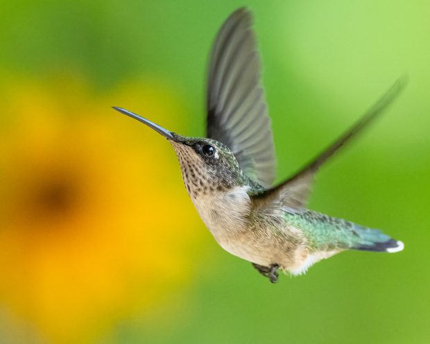 November Meeting Reminder @ Fontenelle Forest