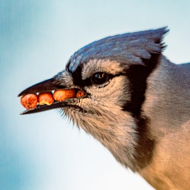 November Meeting Reminder @ Fontenelle Forest