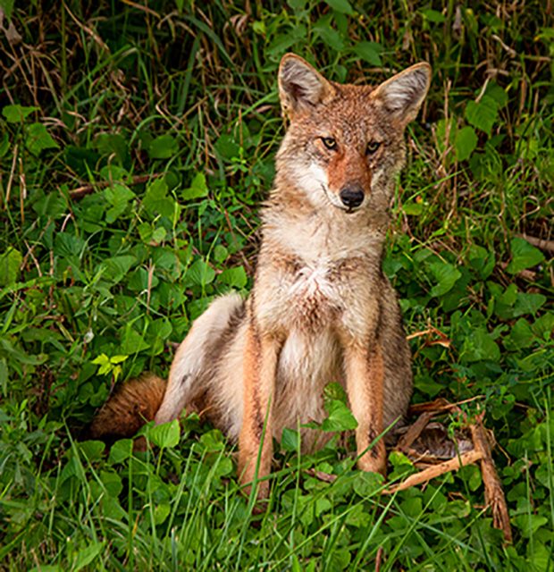 May 21st, 2026 Meeting – Early start 6:30pm @ Camp Brewster - Photograph the Raptors of Fontenelle Forest. @ Camp Brewster