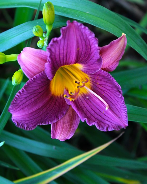 November Meeting Reminder @ Fontenelle Forest