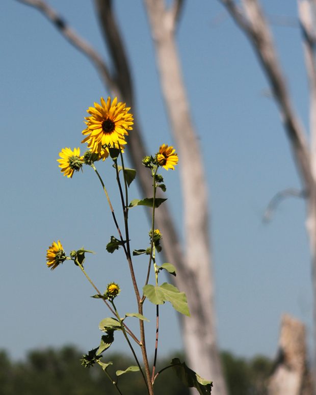 November Meeting Reminder @ Fontenelle Forest