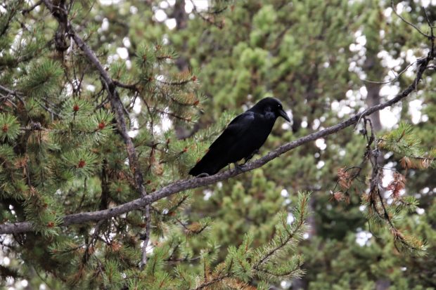 November Meeting Reminder @ Fontenelle Forest