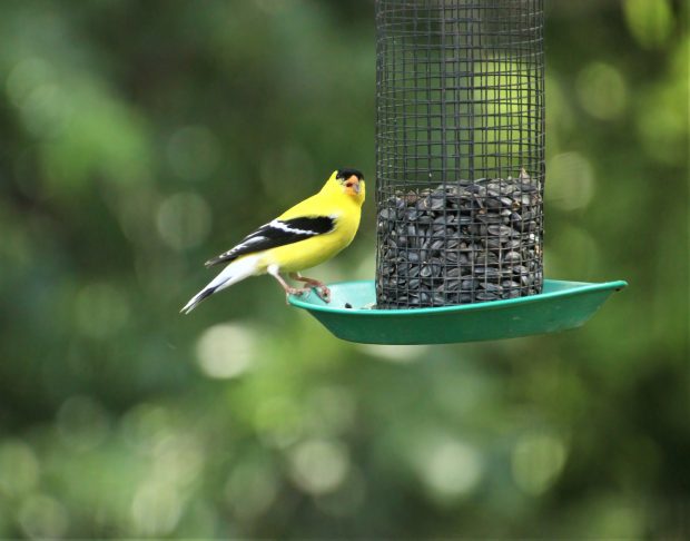 November Meeting Reminder @ Fontenelle Forest