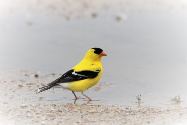 November Meeting Reminder @ Fontenelle Forest