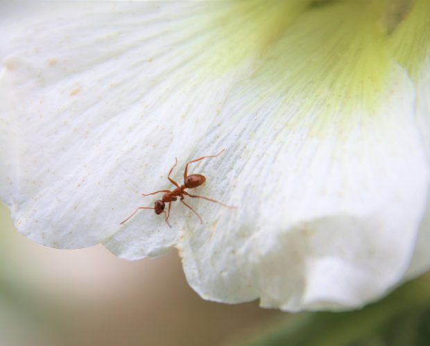 November Meeting Reminder @ Fontenelle Forest