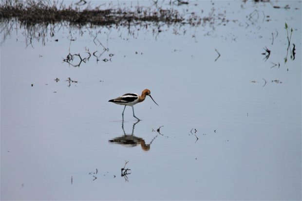 November Meeting Reminder @ Fontenelle Forest