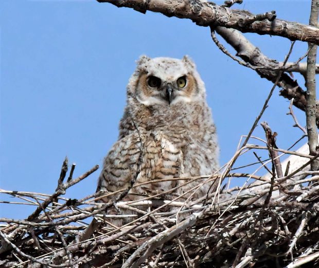 November Meeting Reminder @ Fontenelle Forest