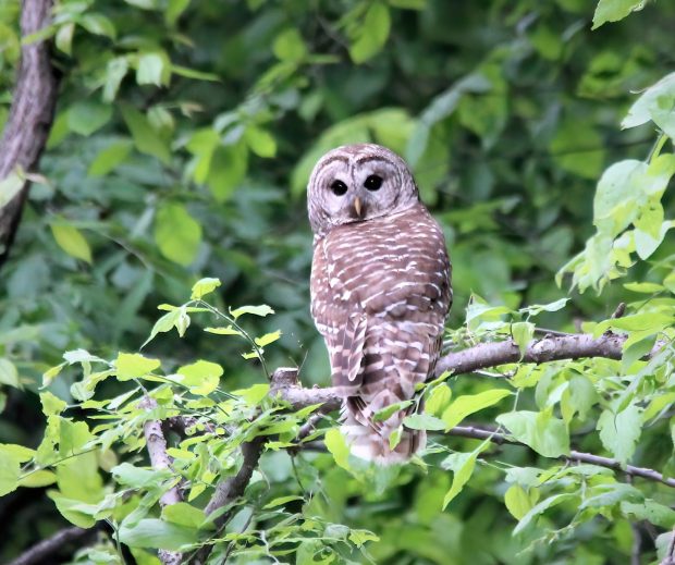 November Meeting Reminder @ Fontenelle Forest