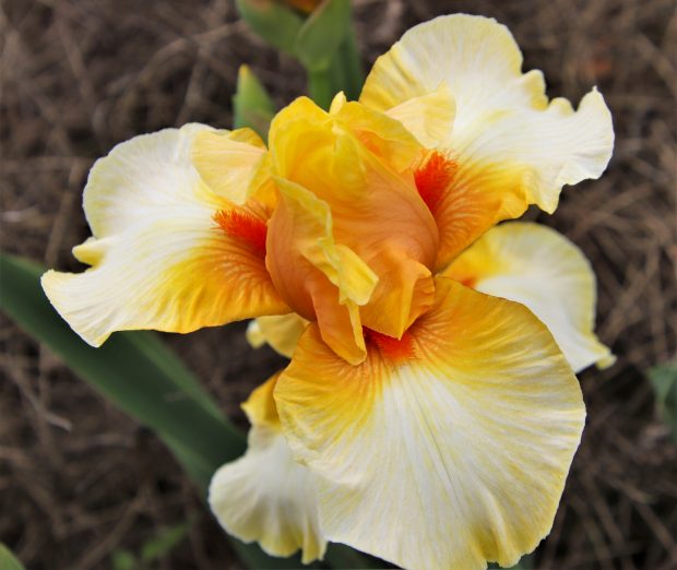 November Meeting Reminder @ Fontenelle Forest