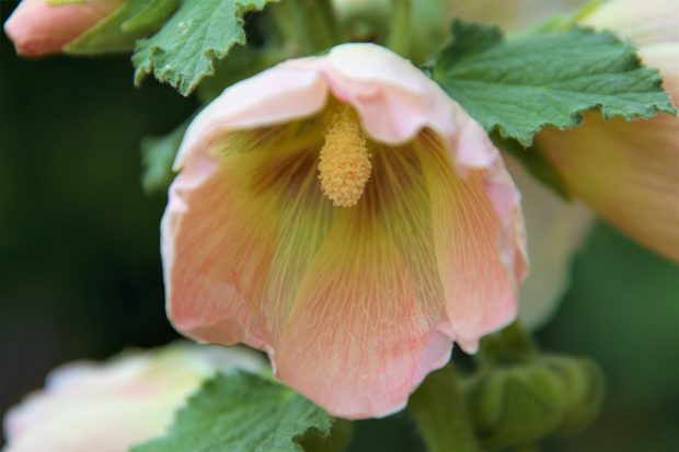 November Meeting Reminder @ Fontenelle Forest