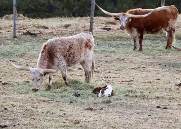 November Meeting Reminder @ Fontenelle Forest