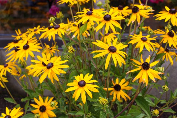 November Meeting Reminder @ Fontenelle Forest