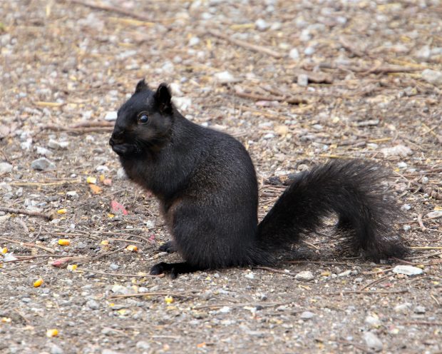 November Meeting Reminder @ Fontenelle Forest