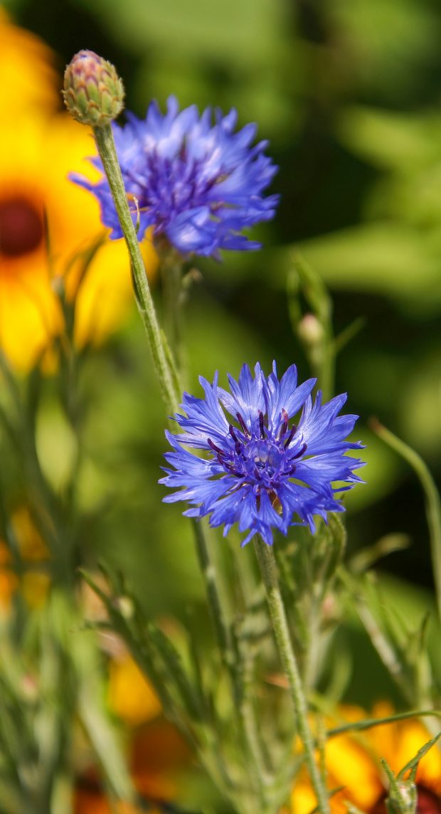 November Meeting Reminder @ Fontenelle Forest