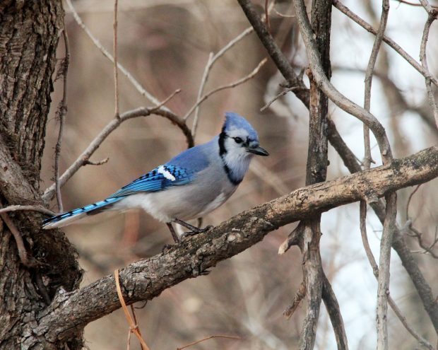 November Meeting Reminder @ Fontenelle Forest