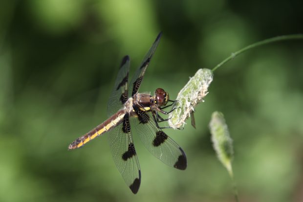 November Meeting Reminder @ Fontenelle Forest