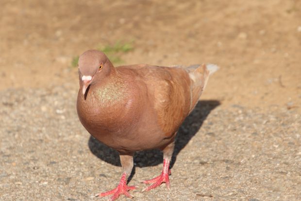 November Meeting Reminder @ Fontenelle Forest