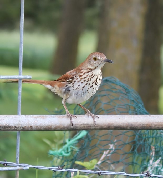 November Meeting Reminder @ Fontenelle Forest