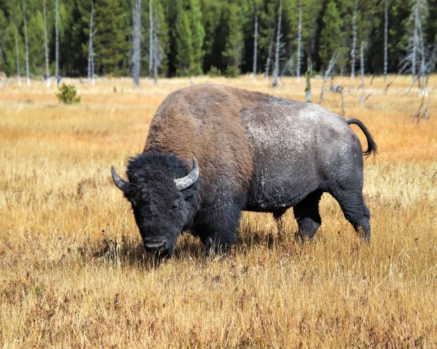 November Meeting Reminder @ Fontenelle Forest