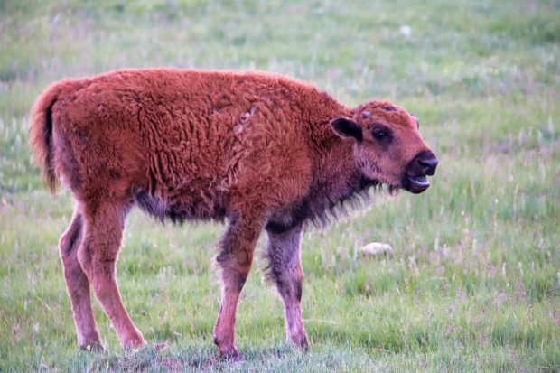 November Meeting Reminder @ Fontenelle Forest