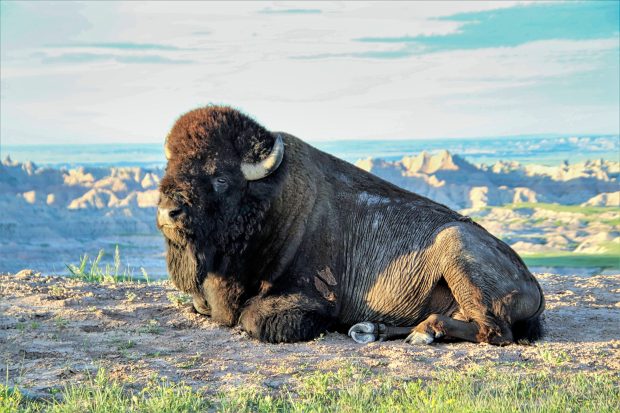 November Meeting Reminder @ Fontenelle Forest