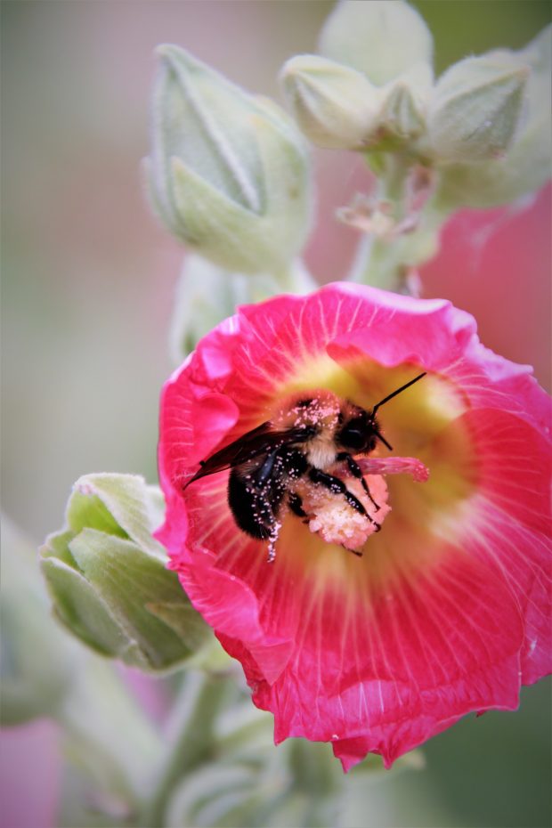 November Meeting Reminder @ Fontenelle Forest