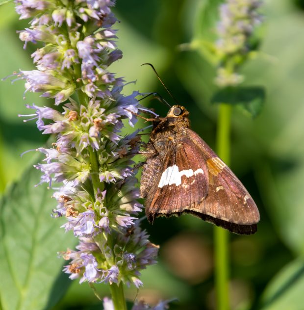 November Meeting Reminder @ Fontenelle Forest