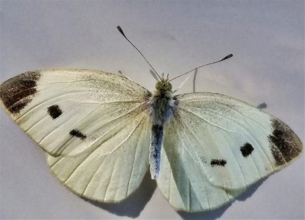 November Meeting Reminder @ Fontenelle Forest